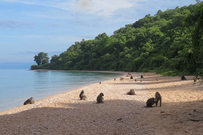 Gombe National Park Chimpanzee Trekking - Fitness, clothing, and daily comfort