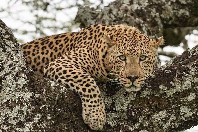 Great Migration Safari In Tanzania - Day 6: Down into Ngorongoro Crater