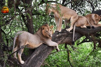 Group Safari 7 Days in Tanzania’s Main Parks