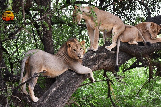Group Safari 7 Days in Tanzania's Main Parks - Ngorongoro Crater in six focused hours