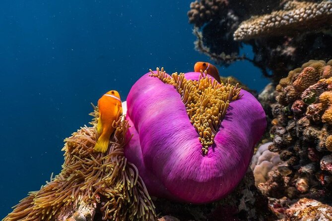 Half-Day Dolphin & Snorkeling Tour in Mnemba Island Zanzibar - Starfish and the sea turtle promise