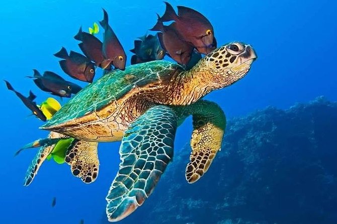 Half-Day Dolphin & Snorkeling Tour in Mnemba Island Zanzibar - Who will enjoy this private boat trip?