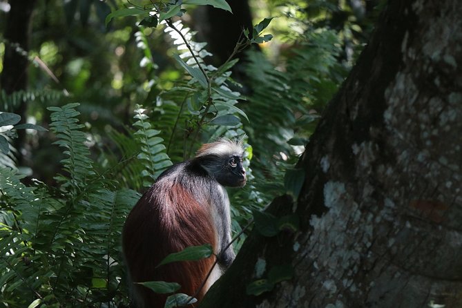 Half-Day Private Jozani Chwaka Bay Forest Tour in Zanzibar - Why Jozani Chwaka Bay is worth your time