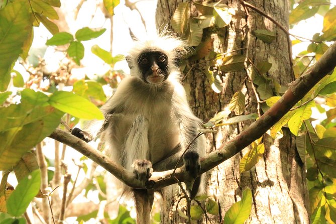 Half-Day Private Jozani Chwaka Bay Forest Tour in Zanzibar - Colobus monkeys and other wildlife