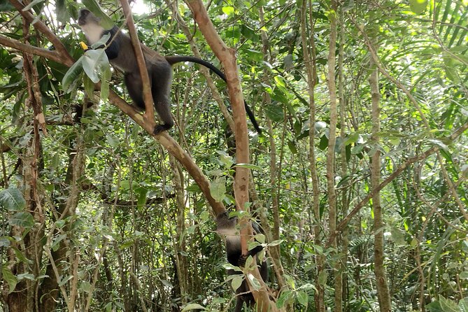 Half-Day Private Jozani Chwaka Bay Forest Tour in Zanzibar - The $55 price and what it really covers