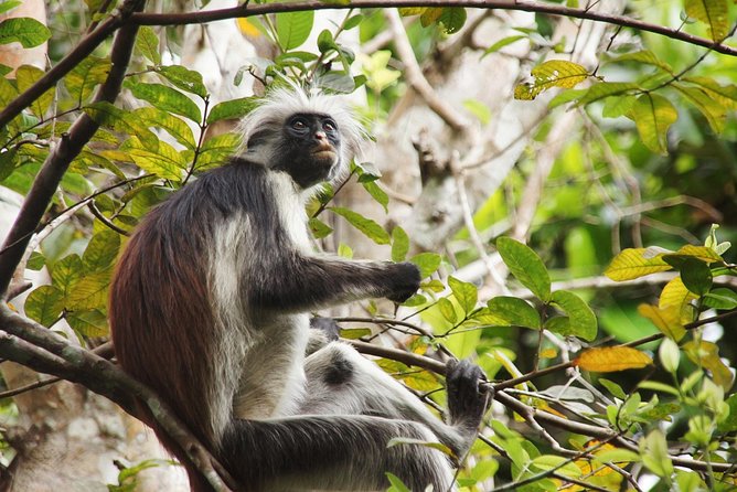 Half-Day Private Jozani Chwaka Bay Forest Tour in Zanzibar - Timing, pickup, and communication