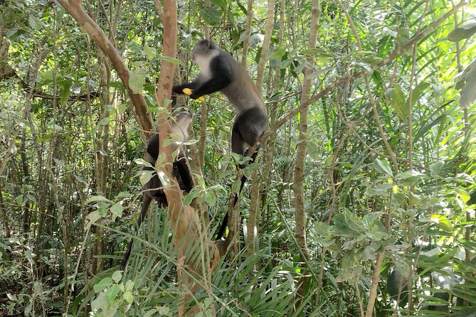 Half-Day Private Jozani Chwaka Bay Forest Tour in Zanzibar - Who will enjoy this forest tour most
