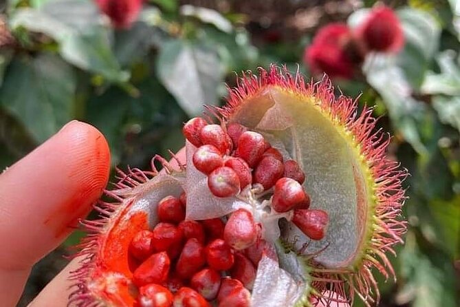 Half-Day Private Spice Tour in Kizimbani Farms, Zanzibar - Key points to know before you book