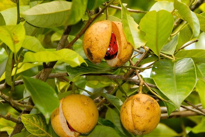 Half-Day Private Spice Tour in Kizimbani Farms, Zanzibar - Why Zanzibar’s spice farms matter