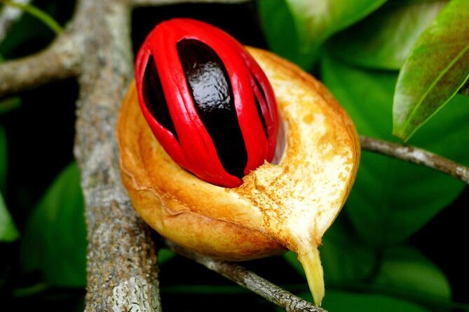 Half-Day Private Spice Tour in Kizimbani Farms, Zanzibar - What the $85 price delivers