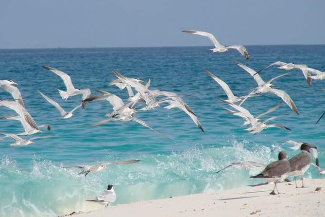 Half Day Zanzibar Mnemba Atoll Marine Reserve Snorkeling Tour - Snorkeling gear, comfort, and the equipment risk