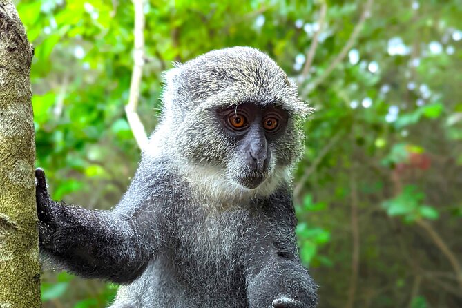 Hidden Arusha Waterfall, Coffee & Village Tour (All-Inclusive) - Coffee picked and prepared by you