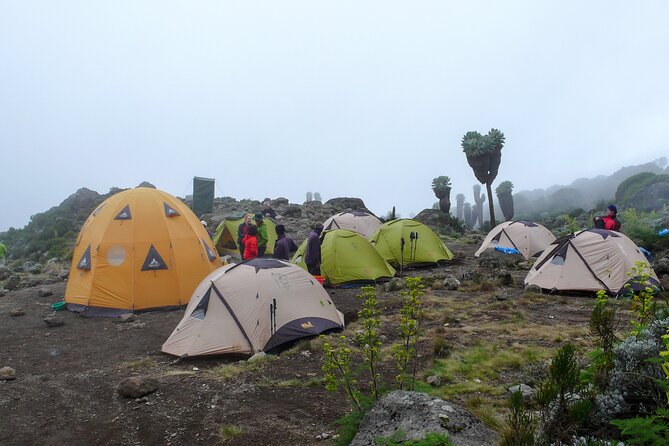Hiking Mt Kilimanjaro 7 days scenic route & moderate challenge - Day 7: Forest descent, celebration, and certificates