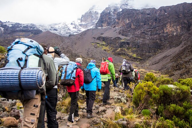 Hiking Mt Kilimanjaro 7 days scenic route & moderate challenge - Day 2: Moorland, the Shira Plateau, and a colder camp