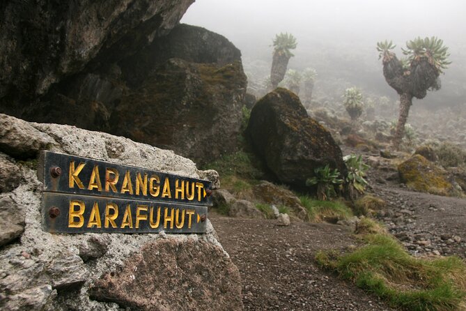 Hiking Mt Kilimanjaro 8 days, the most scenic route up Kili - Day 3: A gentle high-altitude walk across Shira