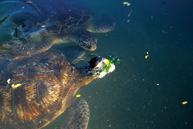 Horse Ride + Swimming with Turtles in Aquarium at Nungwi Beach - Is $150 per person fair?