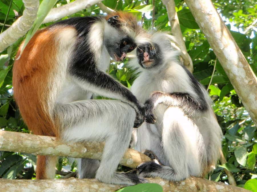 Joazani forest & Spice farm with lunch - Key points to know before booking