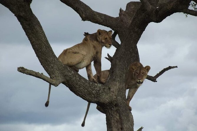 Joining Safari from Mwanza - What $920 buys you from Mwanza