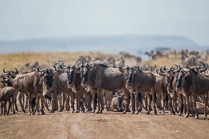 Joining Safari from Mwanza - Camping or luxury lodge?