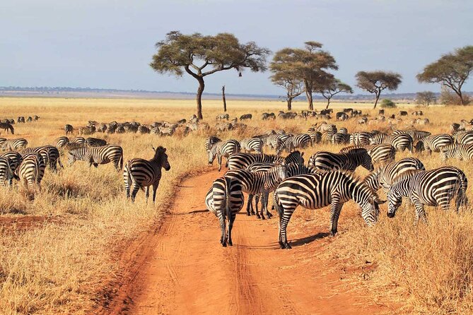 Joining Safari from Mwanza - Who will enjoy this safari most?