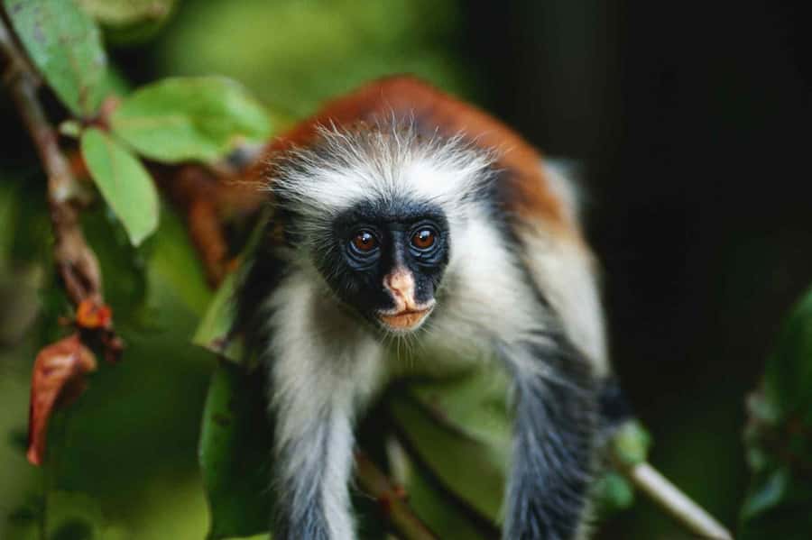 Jozani Forest, kuza cave and mtende beach - Why combine Jozani, Kuza Cave, and Mtende Beach?