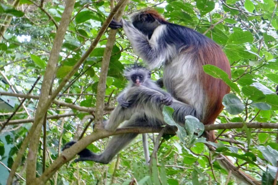 Jozani Forest, kuza cave and mtende beach - Practical preparation for the three stops