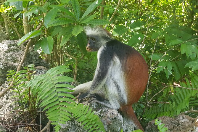 Jozani Forest, Kuza Cave, Paje Beach and The Rock Restaurant - The private vehicle and guide service