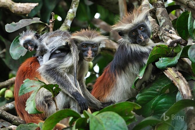 Jozani Forest Kuza Cave The Rock Restaurant and Paje Beach - Key Points Before You Book
