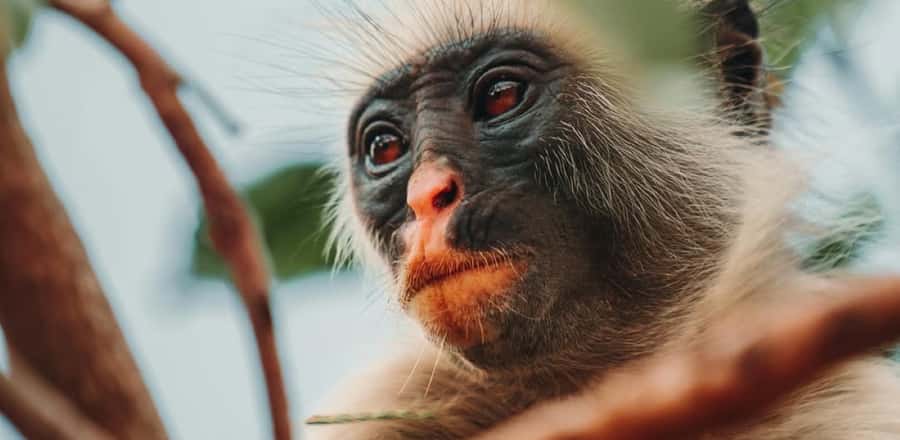 Jozani Forest & Paje Beach Trip with The Rock Restaurant - Key points to know before booking
