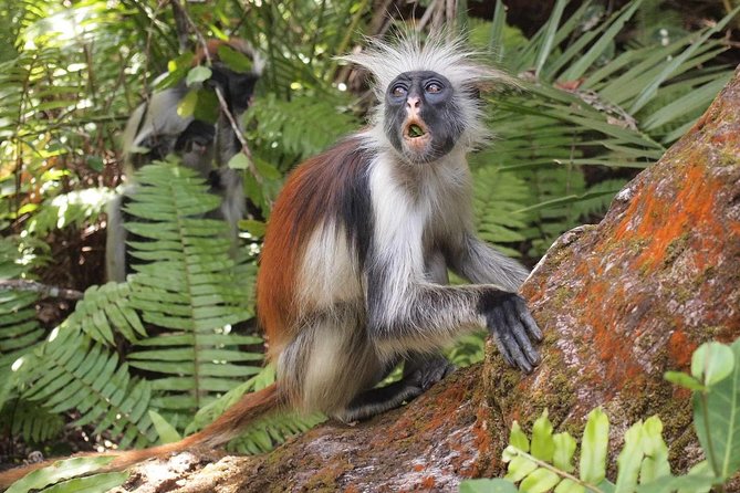 Jozani Forest Reserve Half-Day Guided Tour from Zanzibar - The mangrove boardwalk adds a second ecosystem