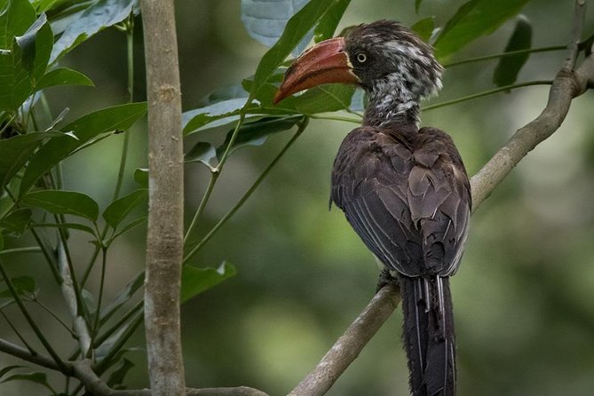 Jozani Forest Reserve Half-Day Guided Tour from Zanzibar - How long the experience really takes