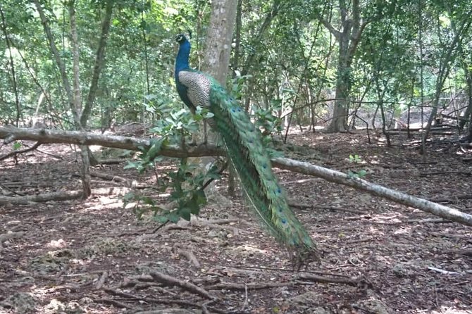 Jozani Forest Reserve Half-Day Guided Tour from Zanzibar - What the $115 price buys you