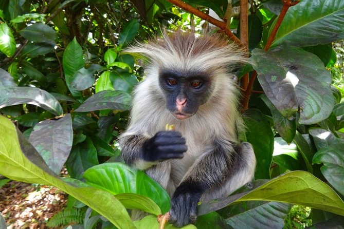 Jozani Forest Reserve Half-Day Guided Tour from Zanzibar - Who will enjoy this private forest tour most