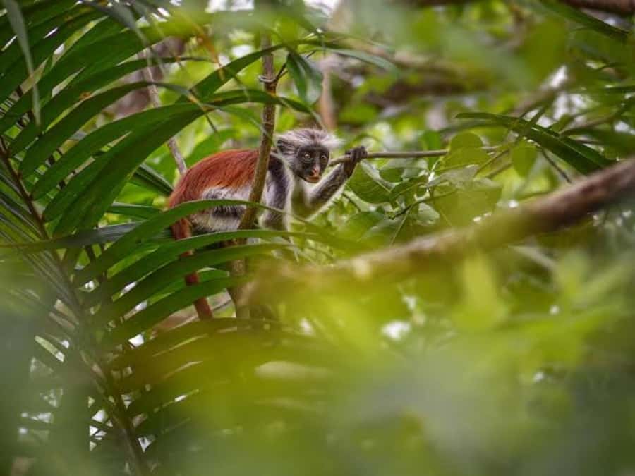 Jozani Forest, Sea Turtles, Blue Lagoon, Starfish & The Rock - Timing, comfort, and what to pack