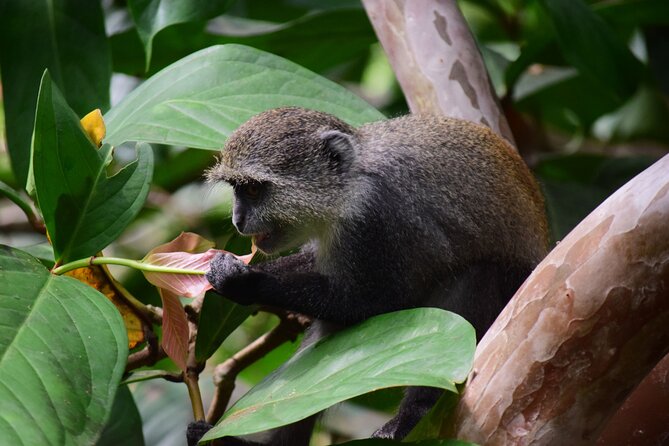 Jozani Forest Tour - Who should book this Jozani Forest tour?