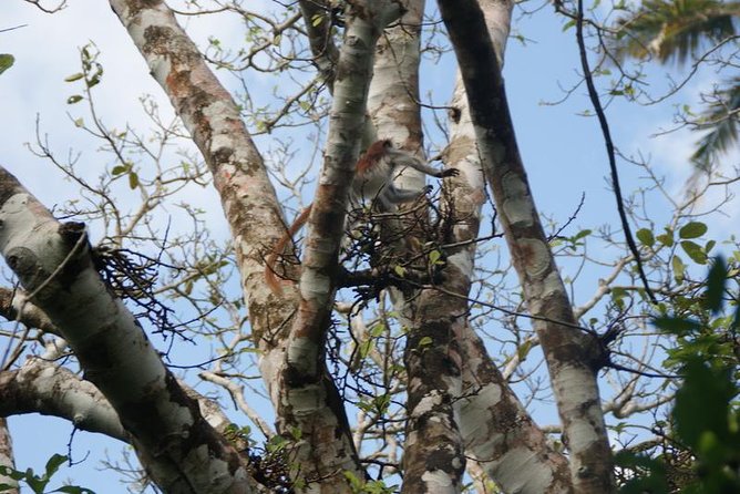 Jozani forest tour + Spice Tour - Who will enjoy this tour most