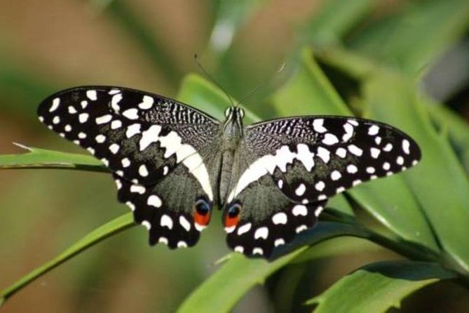 Jozani forest tour + Spice Tour - The mangrove boardwalk and giant turtle sanctuary