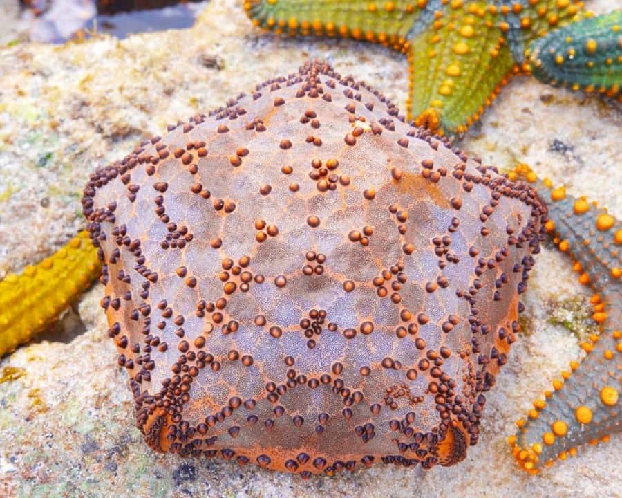 Jozani Forest Tour, Starfish Adventure, The Rock Restaurant - Key points before you book