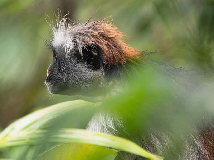 Jozani Forest Tour, Starfish Adventure, The Rock Restaurant - Why this 10-hour Zanzibar route works