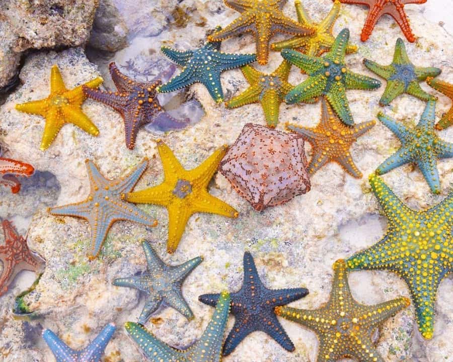 Jozani Forest Tour, Starfish Adventure, The Rock Restaurant - Guides, drivers, and the private format