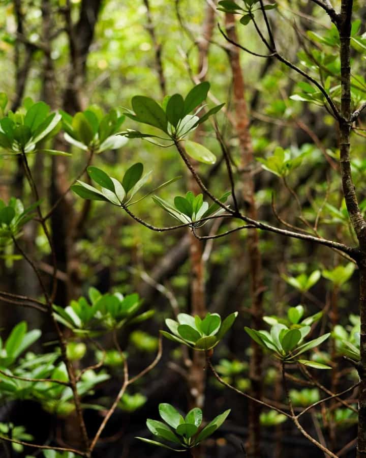 Jozani forest walking tour - Key points to know before booking