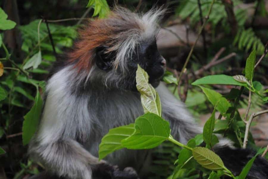 Jozani forest walking tour - What makes Jozani Forest worth your time