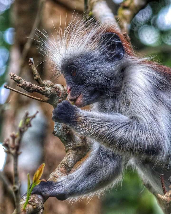 Jozani forest walking tour - Walking through the forest to find red colobus monkeys