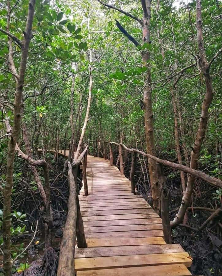 Jozani forest walking tour - Understanding the red colobus monkeys