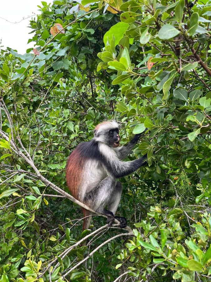 Jozani forest walking tour - The mangrove stop after the forest