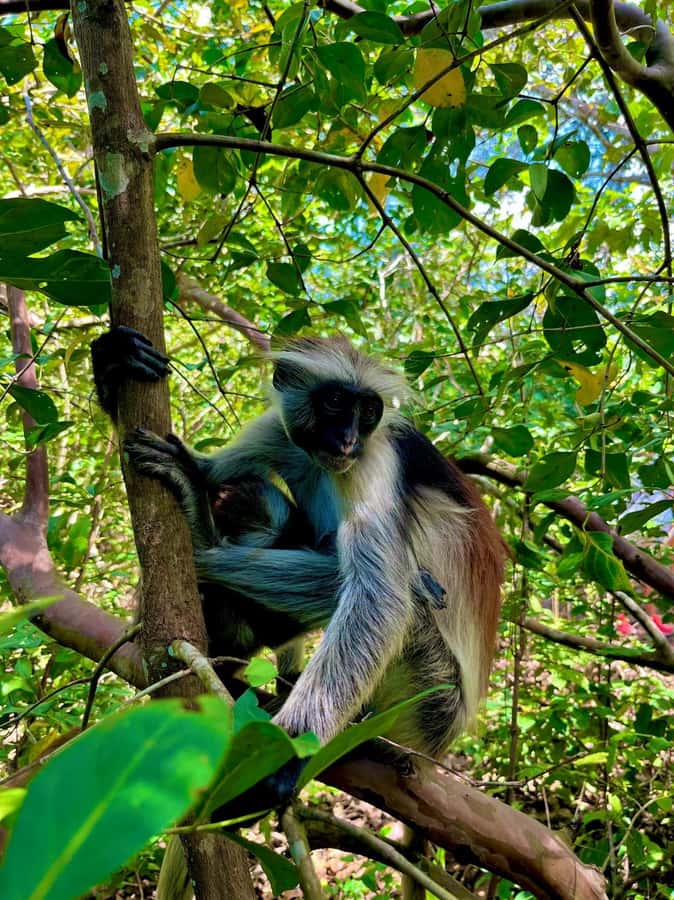 Jozani forest walking tour - Who will enjoy this three-hour outing?