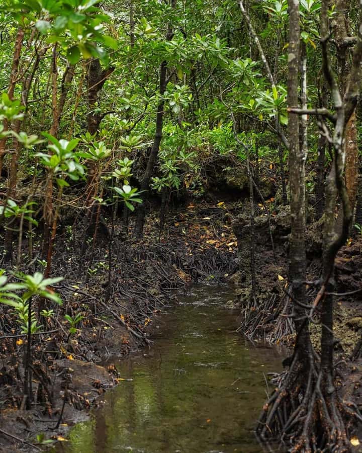 Jozani forest walking tour - Booking details that matter
