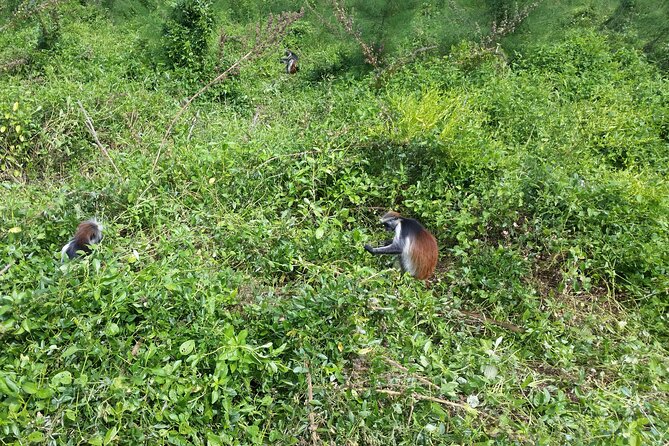 Jozani Forest - What makes the red colobus monkeys special
