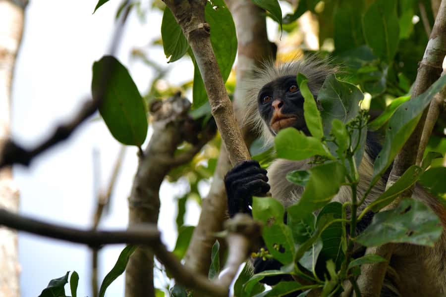 Jozani Monkey Forest & Malum Cave Swimming - Key Things to Know Before You Go