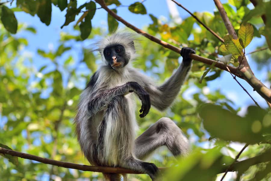 Jozani Monkey Forest & Malum Cave Swimming - Walking Through Jozani Chwaka Bay National Park